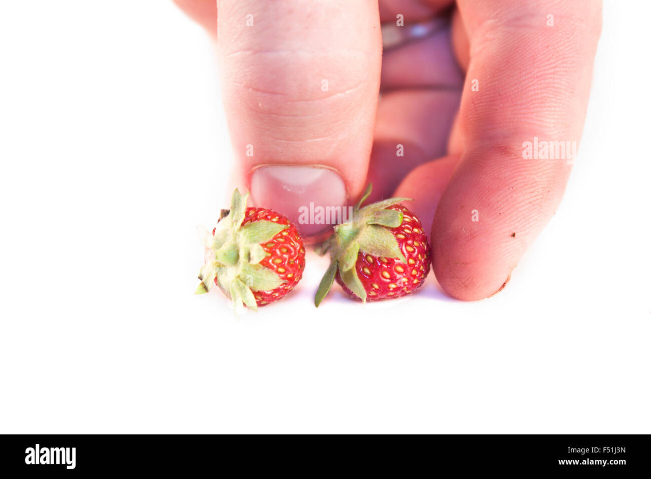 Una mano è toccante poco fragole, isolati su sfondo bianco Foto Stock