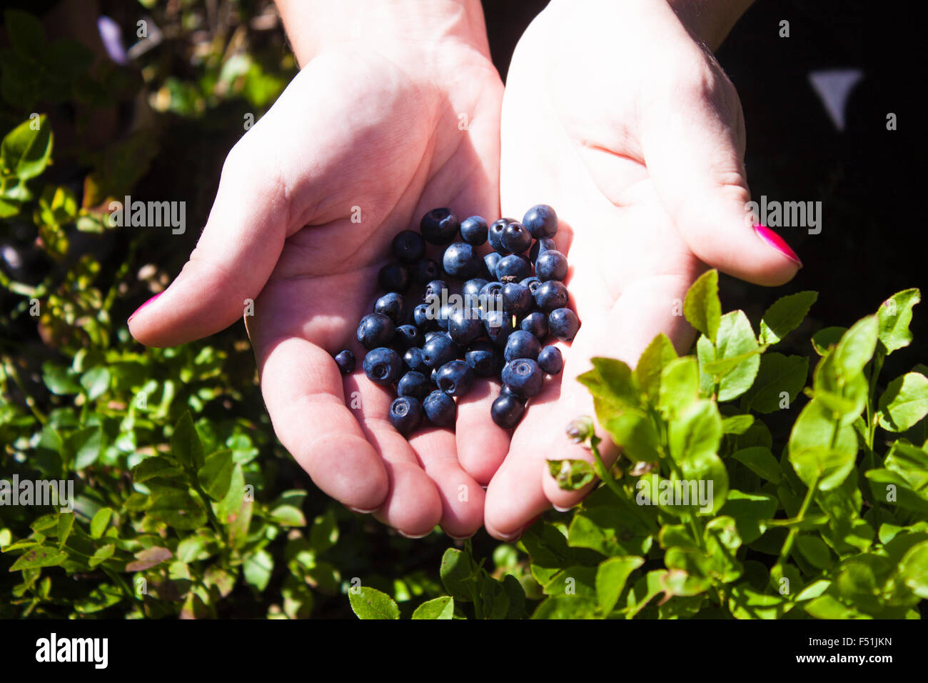 Le mani piene di Vaccinium myrtillus mirtillo, in Forrest Foto Stock
