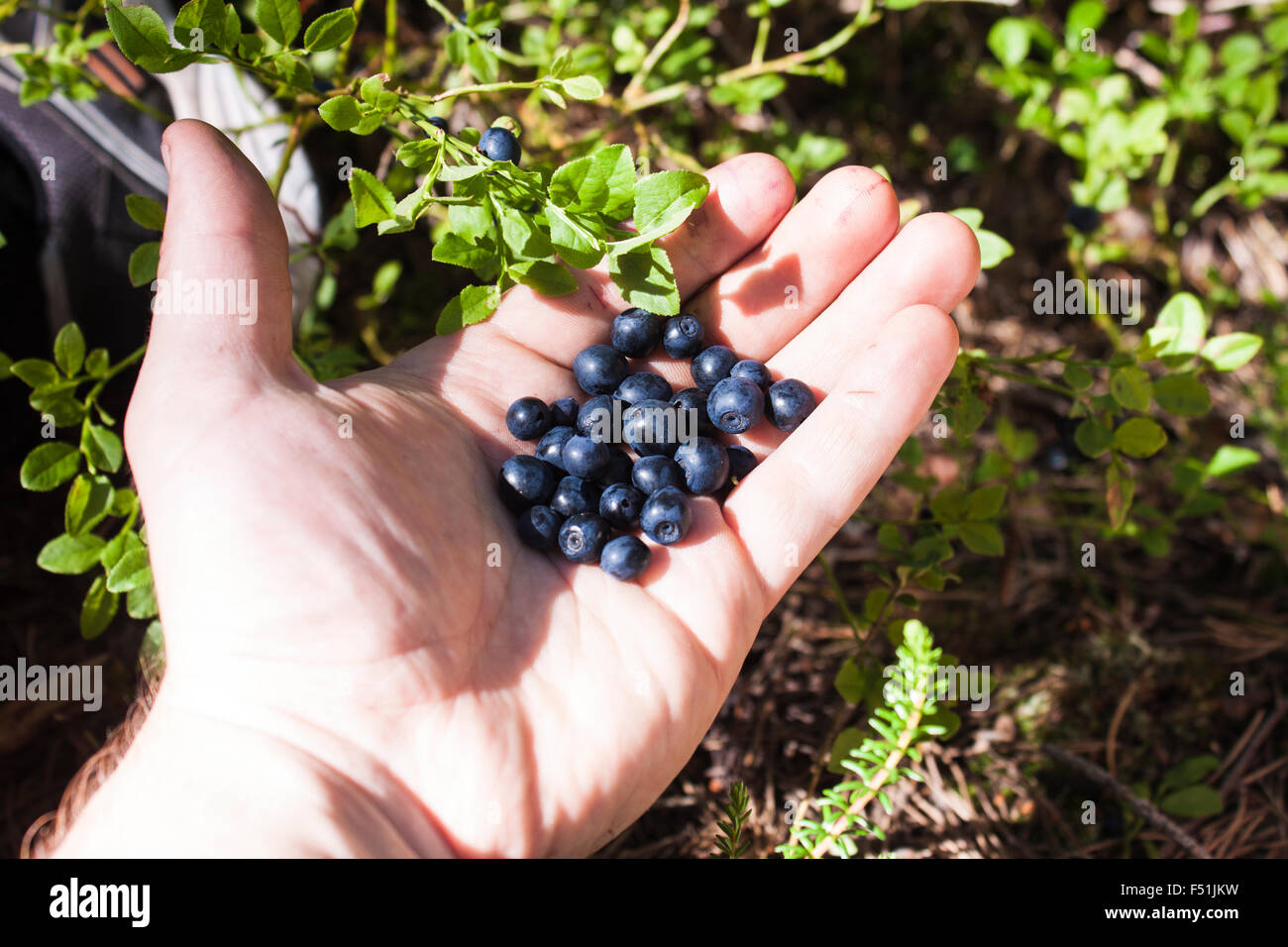 Una mano piena di mirtilli blu in Forrest Foto Stock