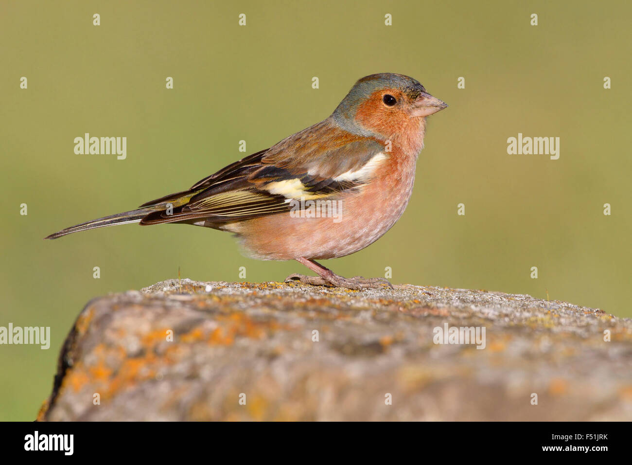 Comune, fringuello maschio adulto in piedi su una roccia, Campania, Italia (Fringilla coelebs) Foto Stock