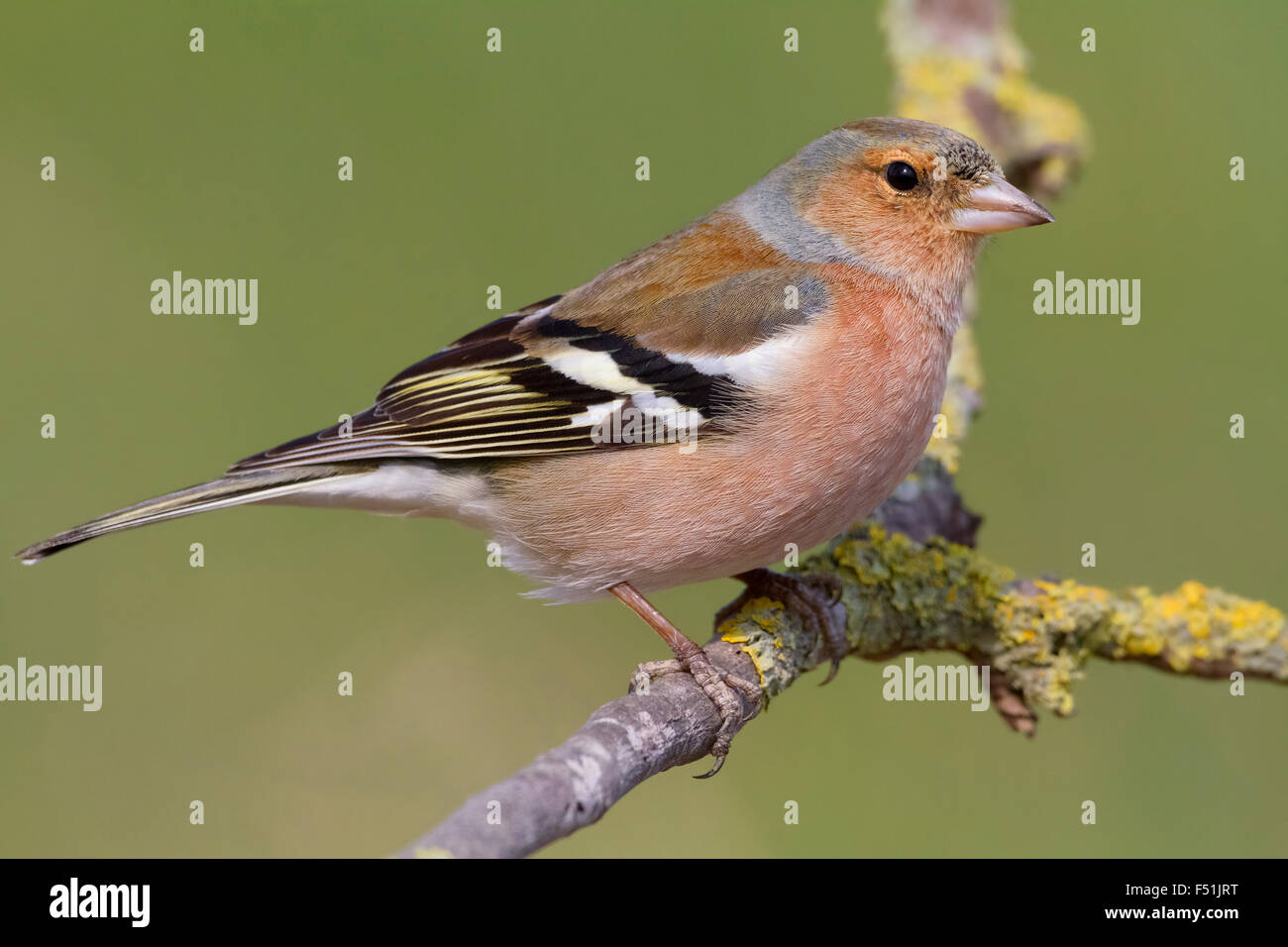 Comune, fringuello maschio adulto in piedi su un ramo, Campania, Italia (Fringilla coelebs) Foto Stock