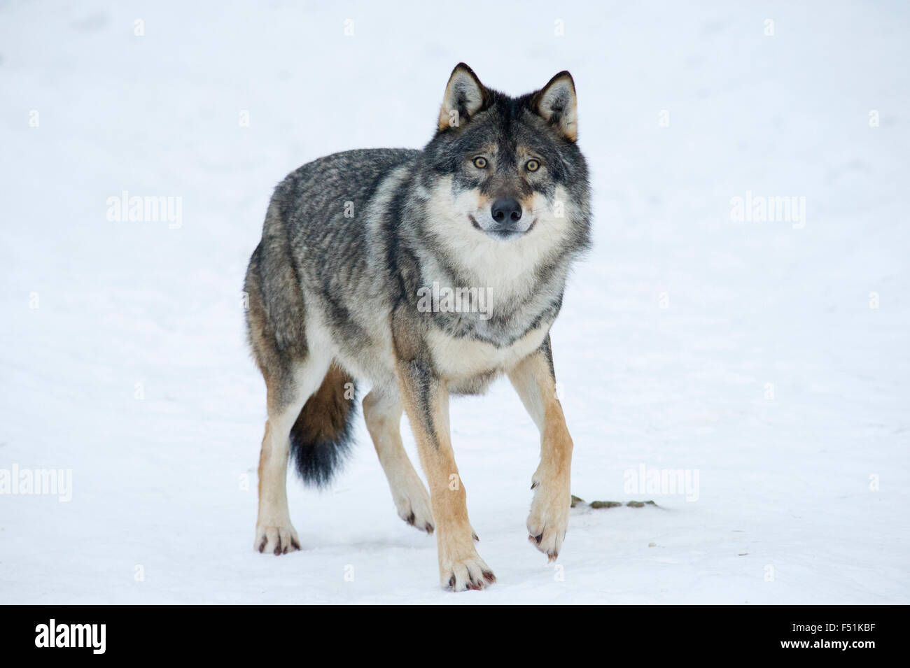 Un Eurasian Lupo (Canis lupus lupus) in inverno la neve del nord della Norvegia Foto Stock