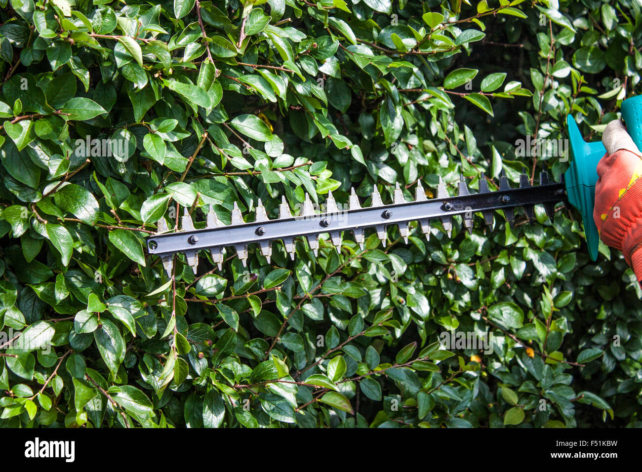 Fresatura di giardiniere boccole, con un trimmer macchina Foto Stock
