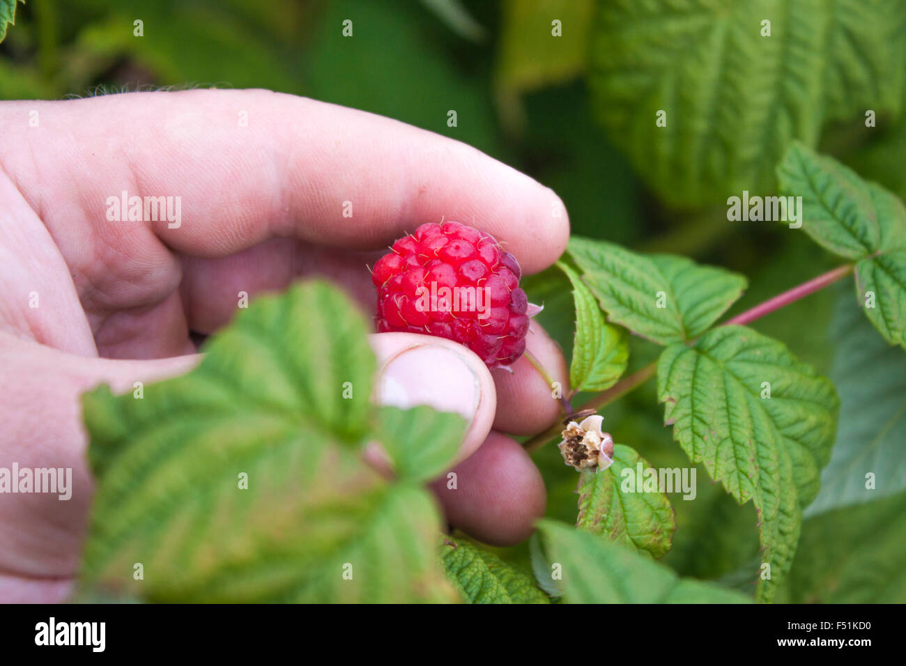 Una mano red picking Rubus idaeus, di lamponi Foto Stock