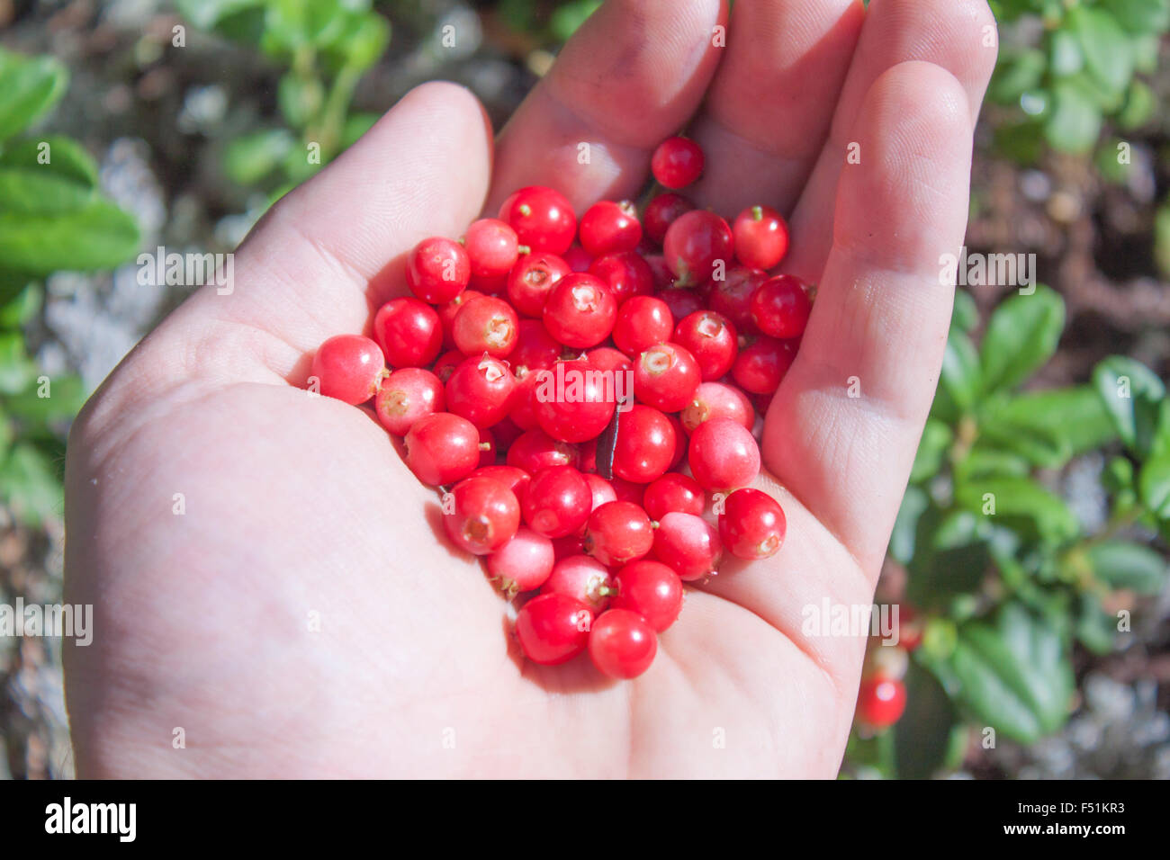 Una manciata di Lingonberries vaccinium vitis-idaea Foto Stock