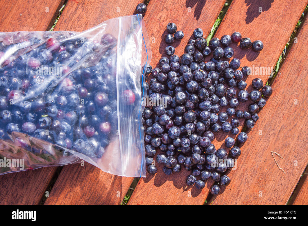 Il prelievo di mirtilli, vaccinium myrtillus, in un sacchetto di plastica Foto Stock