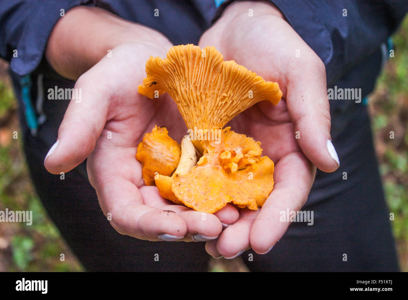 Manciata di orange prelevati, chanterelle cantharellus funghi Foto Stock