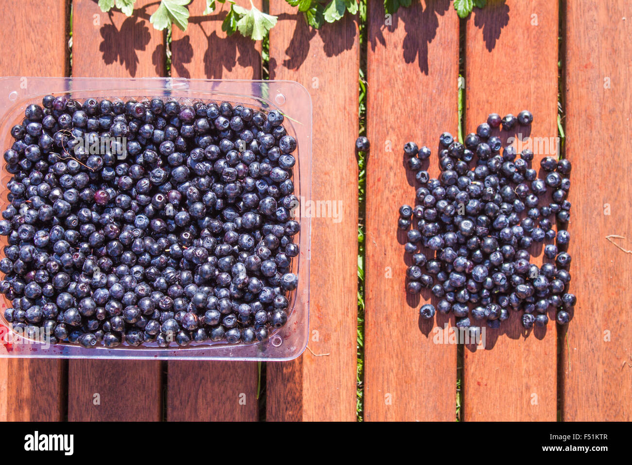 Vaccinium myrtillus, una scatola piena di mirtilli blu Foto Stock