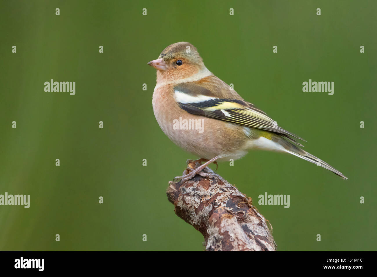 Comune, fringuello maschio adulto in piedi su un ramo, Campania, Italia (Fringilla coelebs) Foto Stock