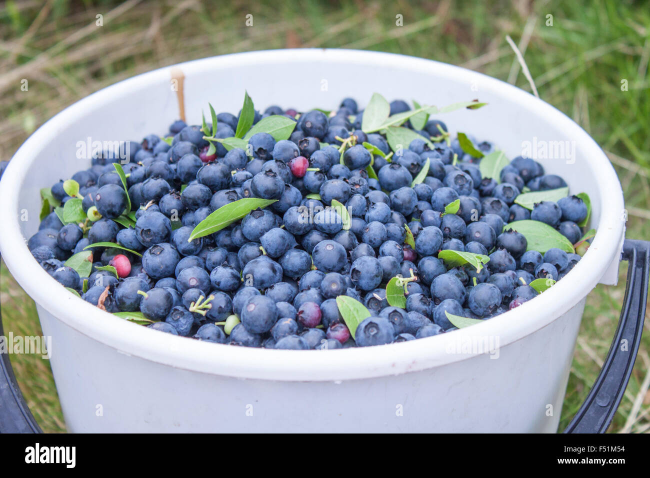 Benna bianca piena di handpicked, blu Vaccinium corymbosum, huckleberries Foto Stock