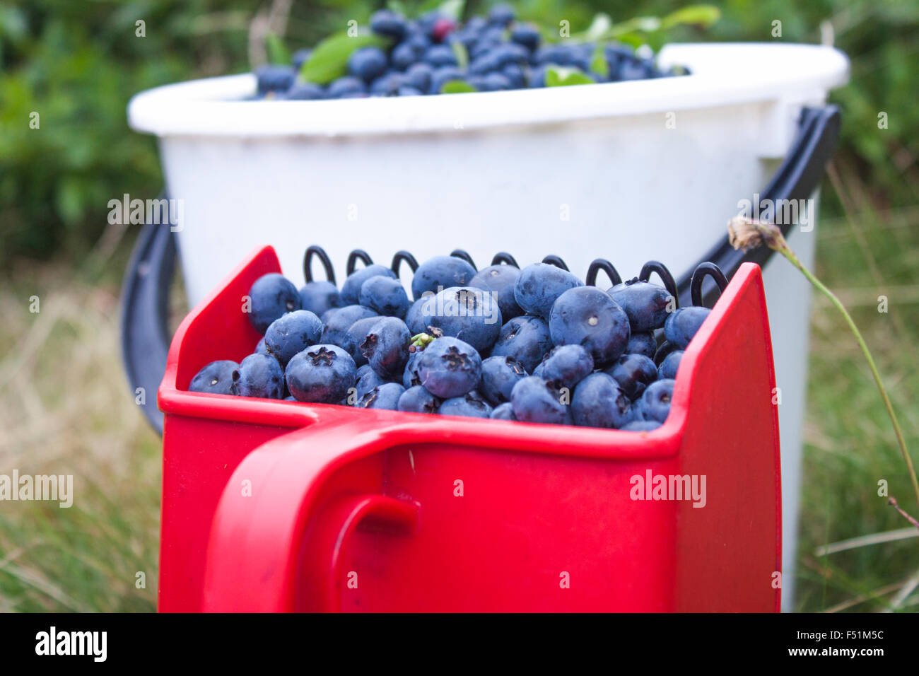 Un selettore di berry pieno di raccolte a mano, gustoso, blu huckleberries, Vaccinium corymbosum Foto Stock