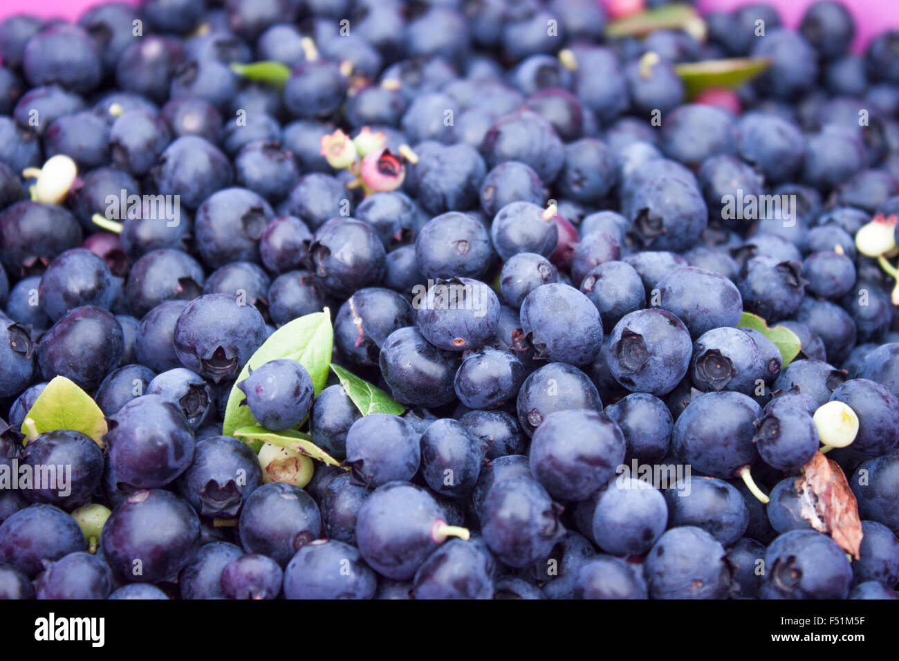 Un mucchio di blu huckleberries o bussola di mirtilli o Vaccinium corymbosum Foto Stock