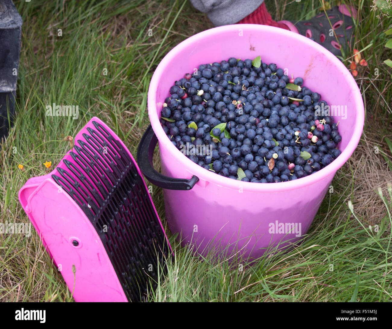 Boccola di prelievo di mirtilli, huckleberries, Vaccinium corymbosum, con una rosa berry picker, in una benna di rosa Foto Stock