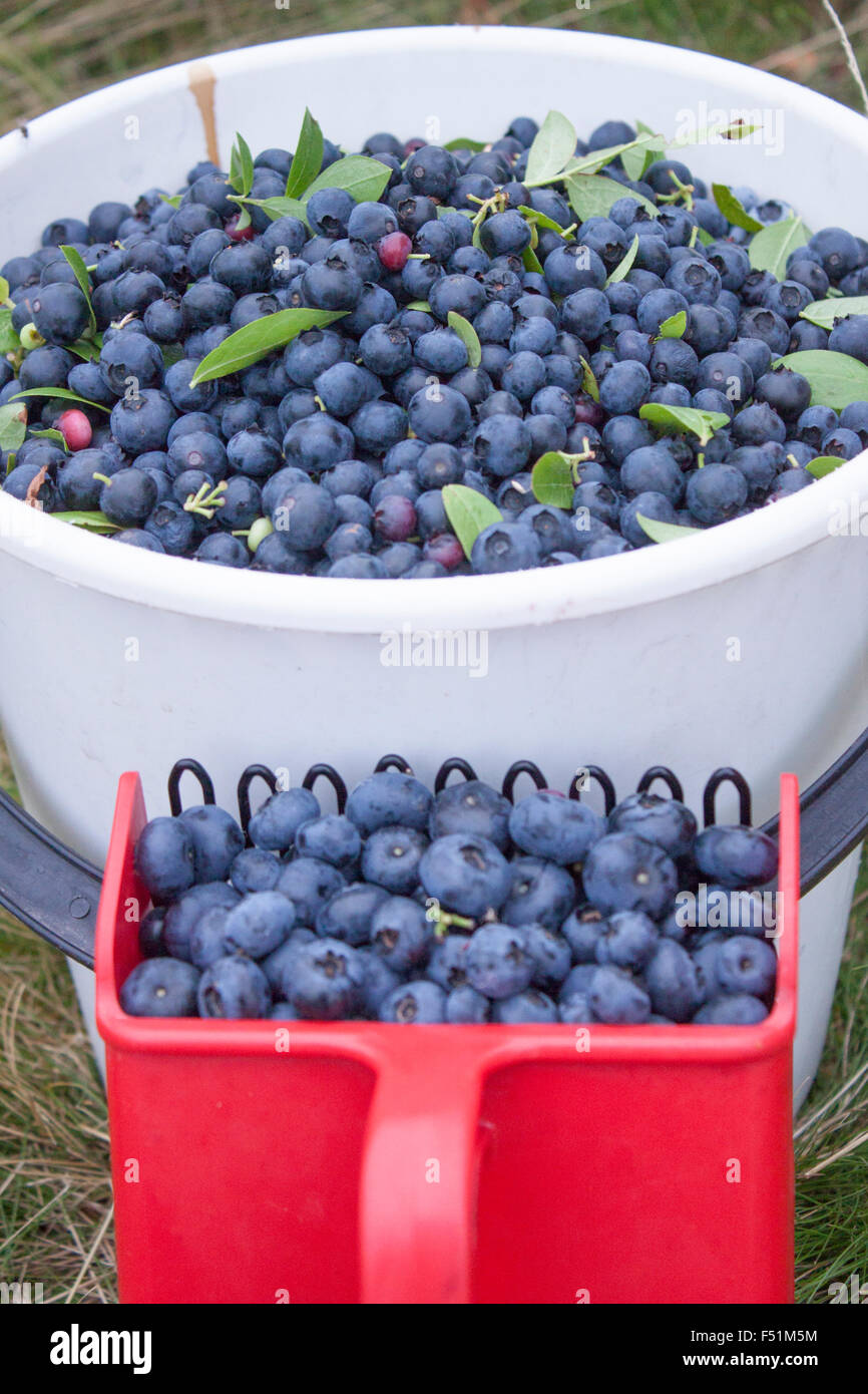 Picking huckleberries blu, Vaccinium corymbosum, con una selezione di frutti di bosco in un secchio bianco Foto Stock
