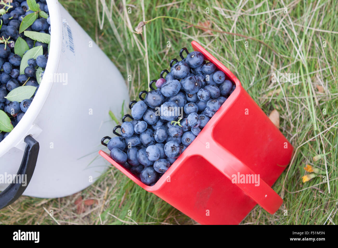Una completa selezione di Berry, riempito con brucatura a mano, boccola blu mirtilli, huckleberries o Vaccinium corymbosum Foto Stock