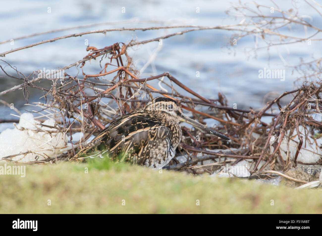Beccaccino (Gallinago gallinago) sono ' appollaiati sul bordo di un lago, Hampshire, Regno Unito Foto Stock