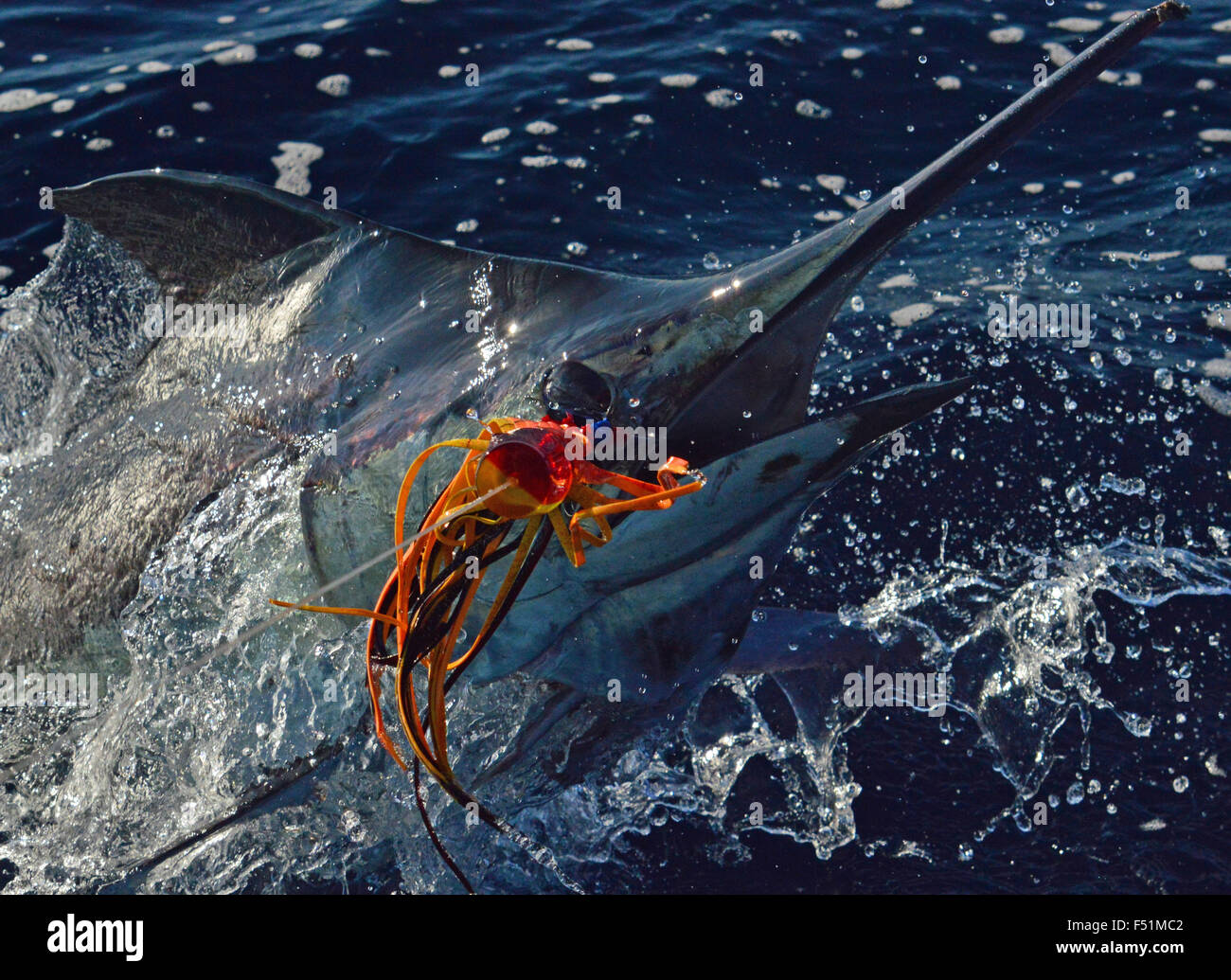 Billfish Foto Stock