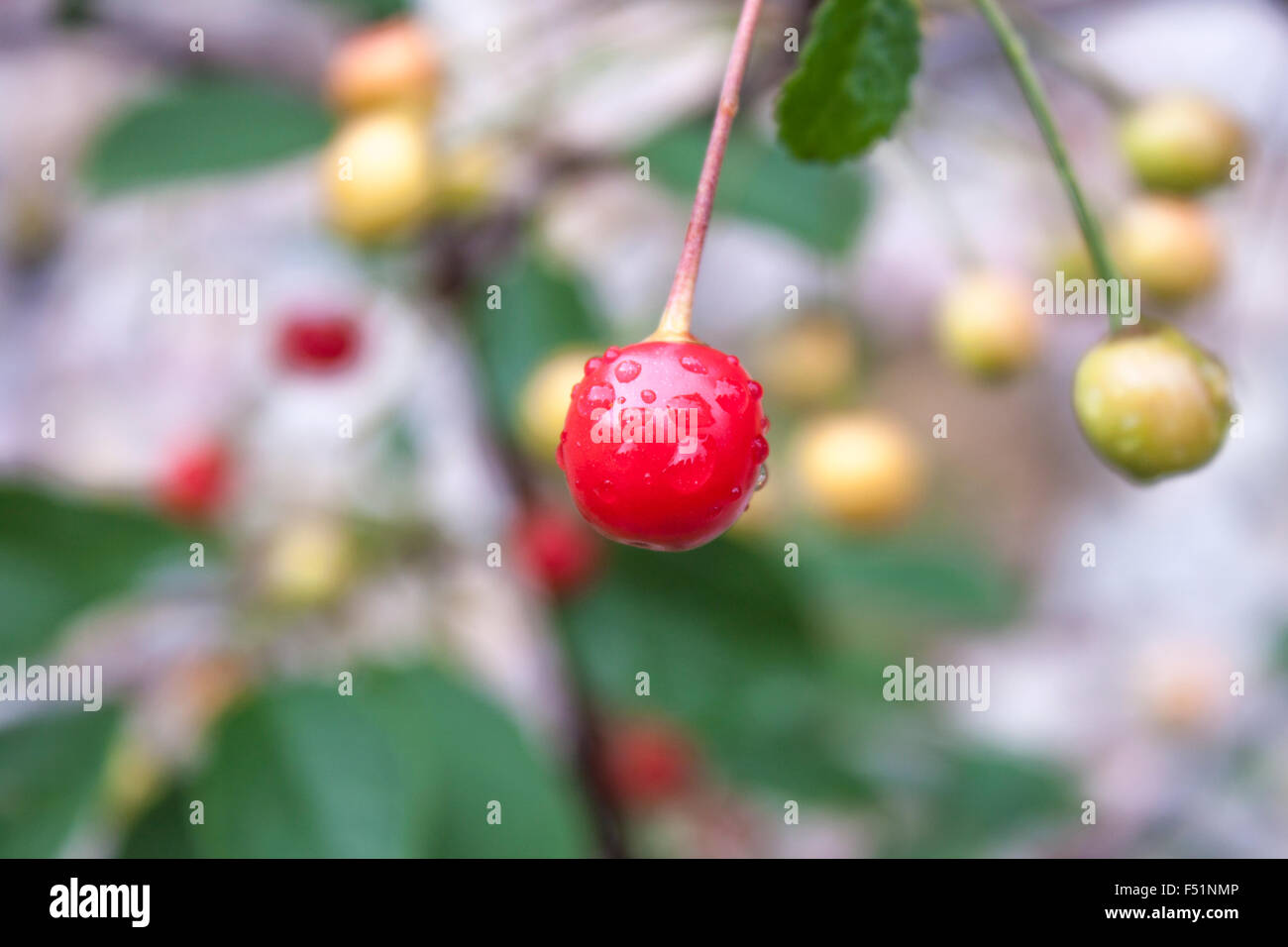 Ciliege acide, Prunus cerasus, in un giardino Foto Stock