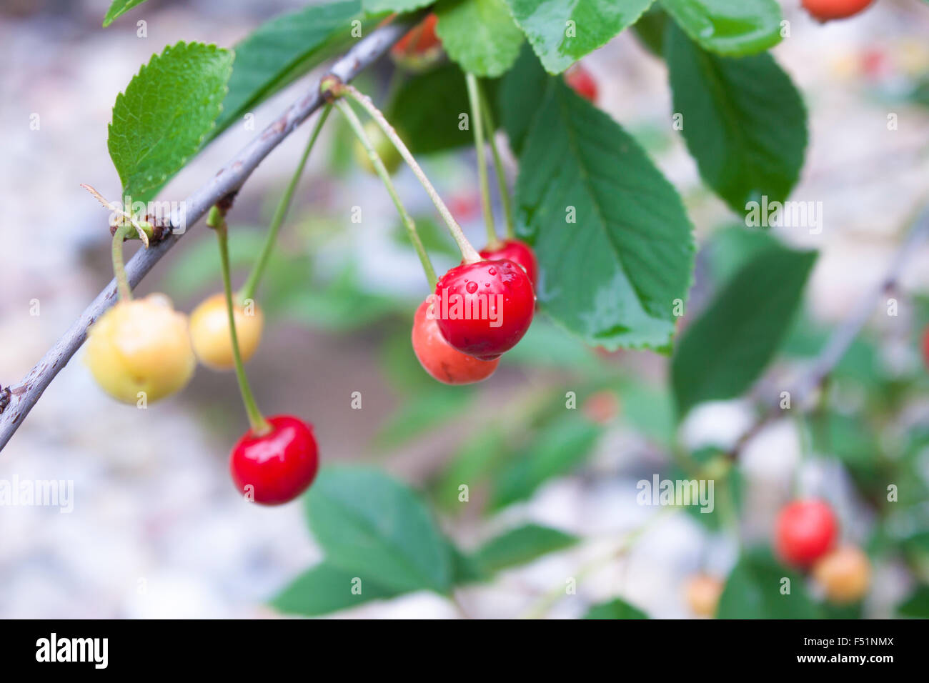 Rosso di ciliege acide, Prunus cerasus, su un impianto di ciliegio Foto Stock