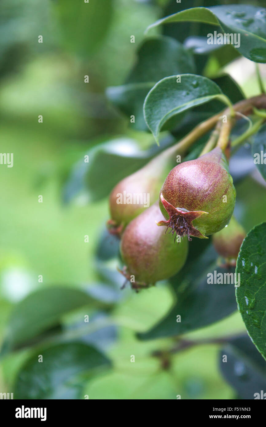 Un impianto di Pyrus communis, la pera comune, in un giardino Foto Stock