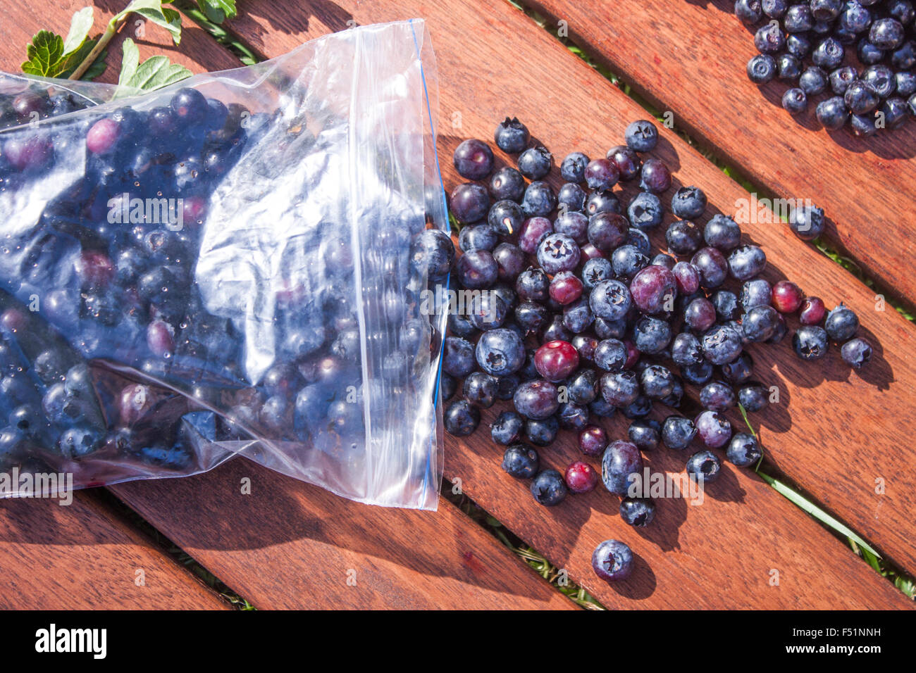 La raccolta huckleberries, Vaccinium corymbosum, in un sacchetto di plastica, su sfondo di legno Foto Stock