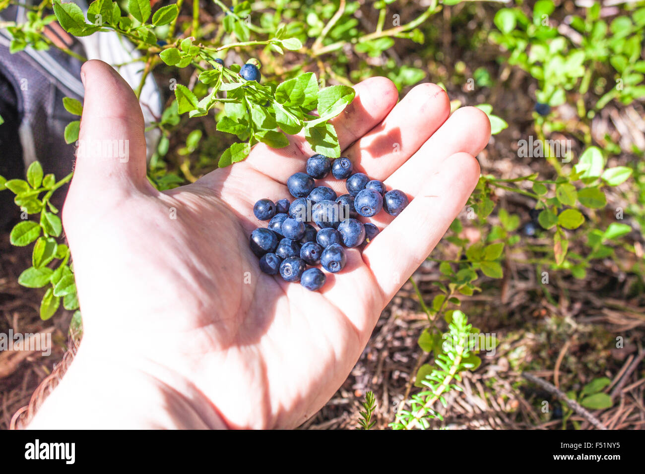 Una mano piena di mirtilli blu,vaccinium myrtillus, in Forrest Foto Stock