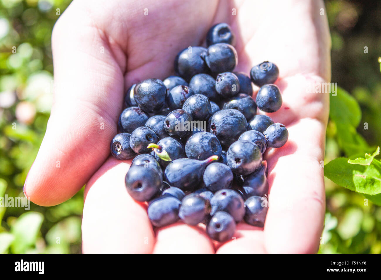 Una mano piena di fresco, blue mirtilli, vaccinium myrtillus Foto Stock