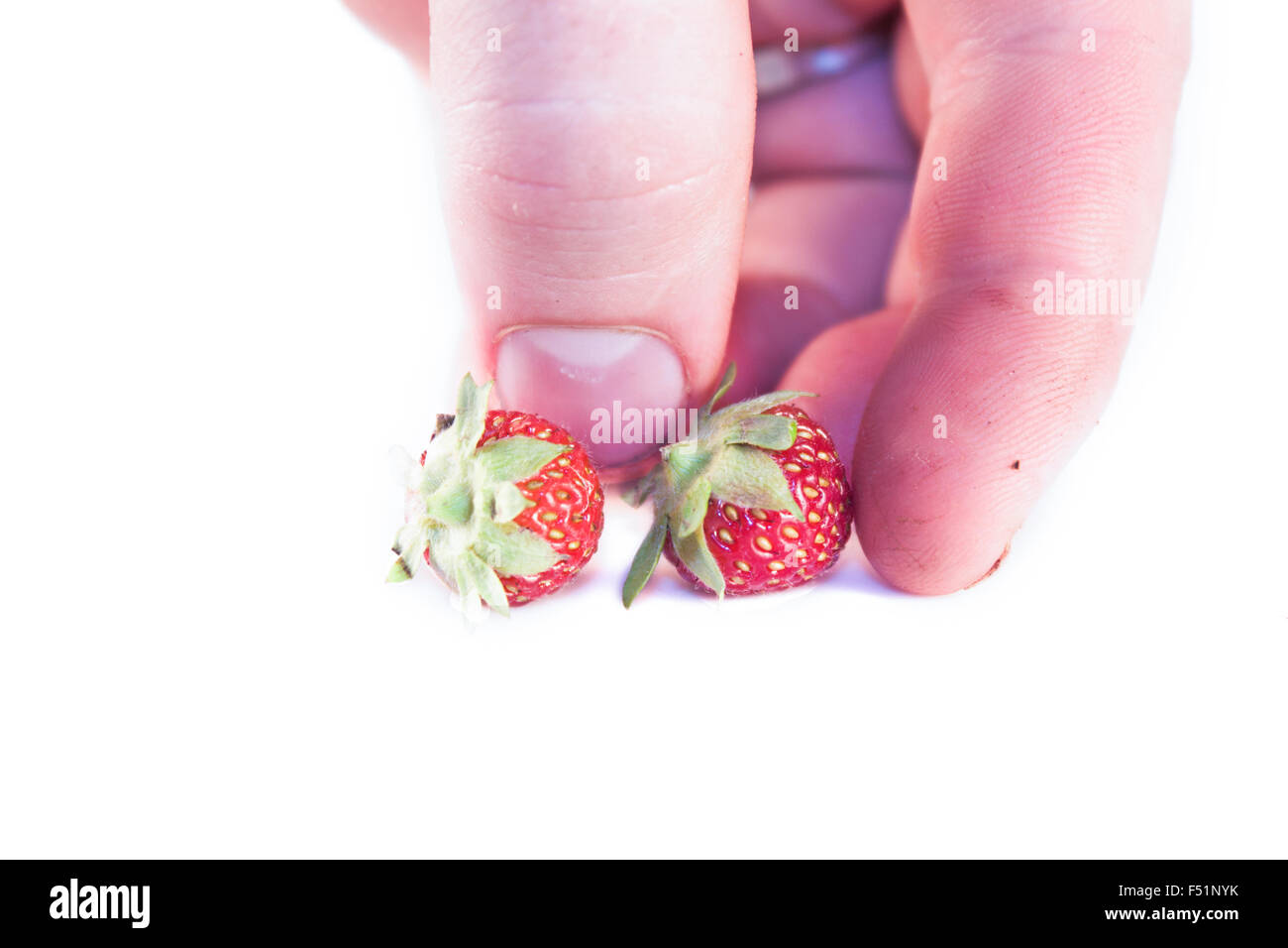 Una mano è toccante poco fragole, isolati su sfondo bianco Foto Stock