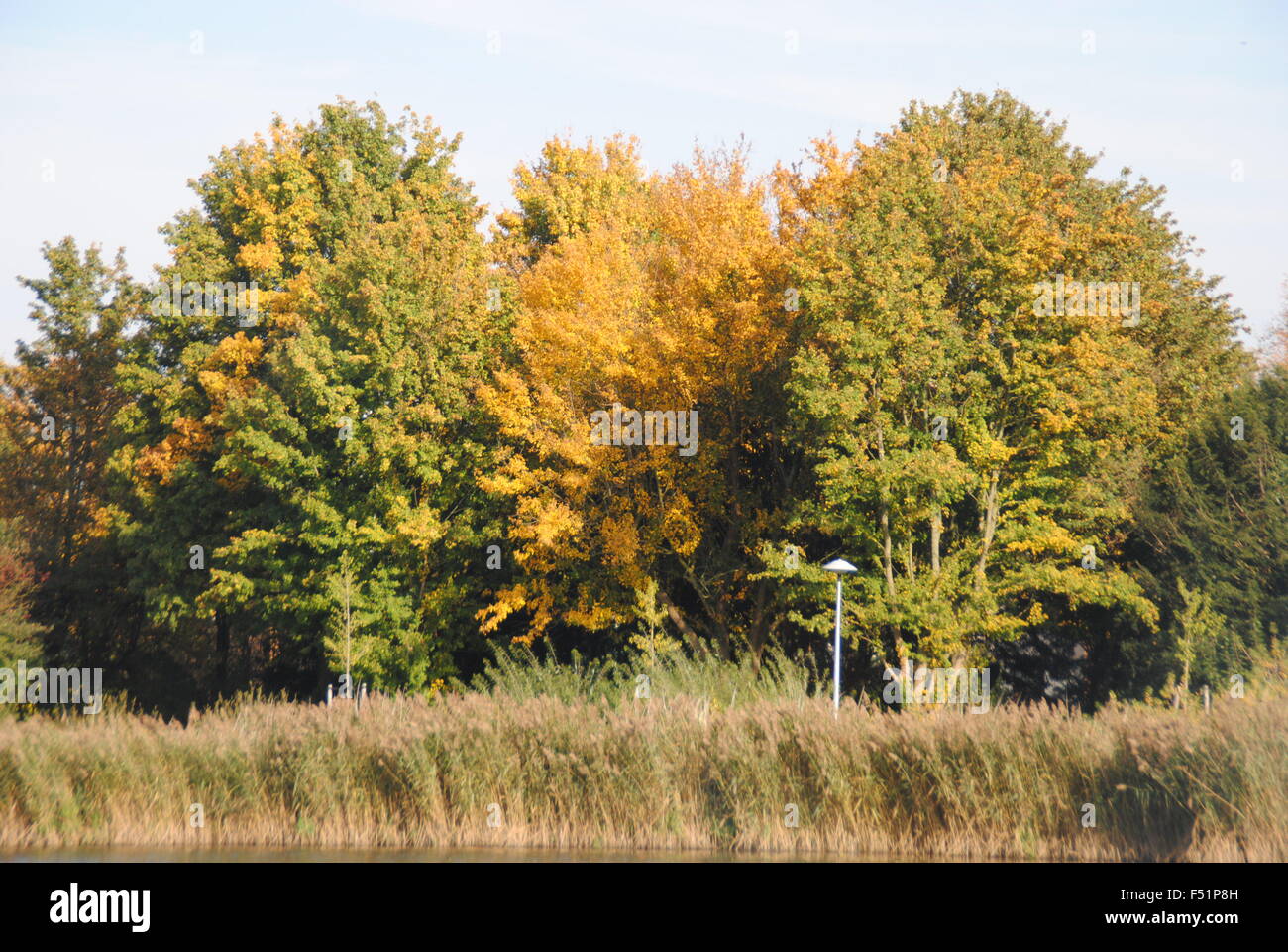 In autunno gli alberi che mostra i diversi colori Foto Stock