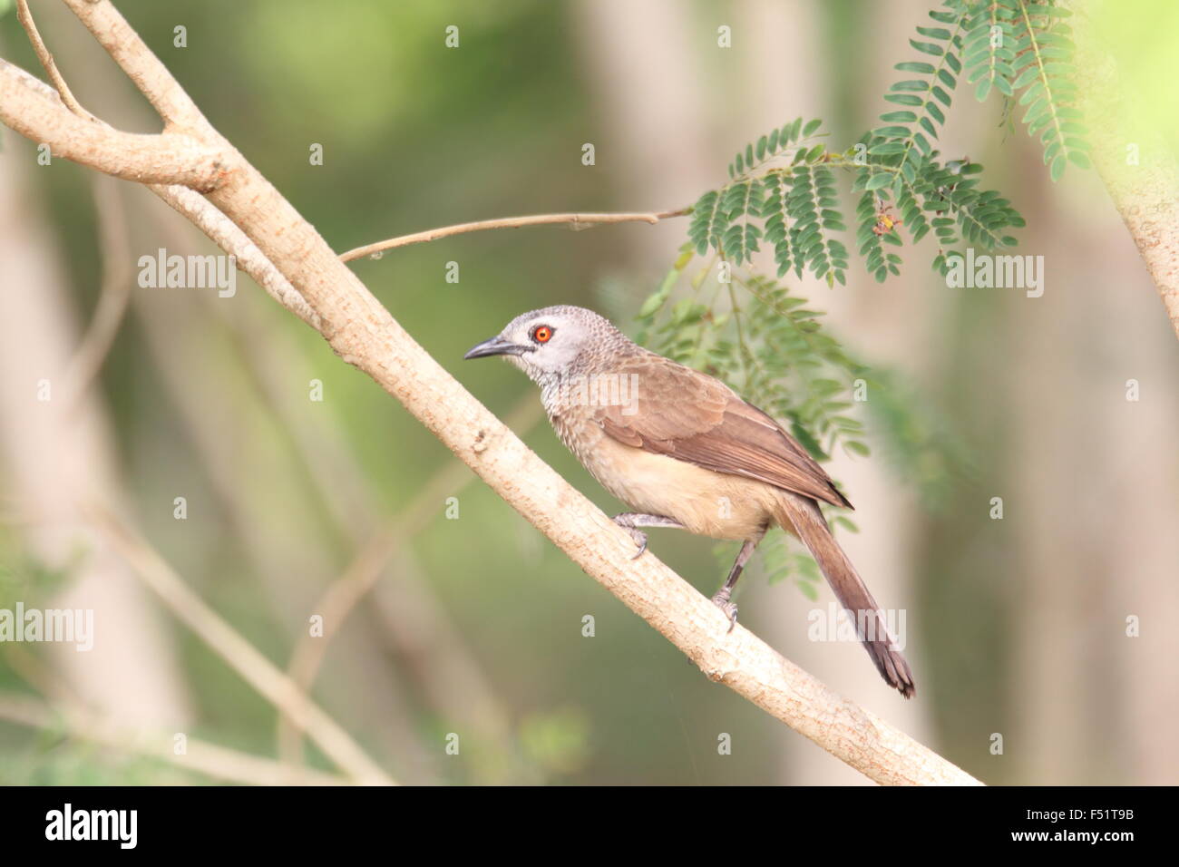 Babbler marrone (Turdoides plebejus) in Ghana Foto Stock