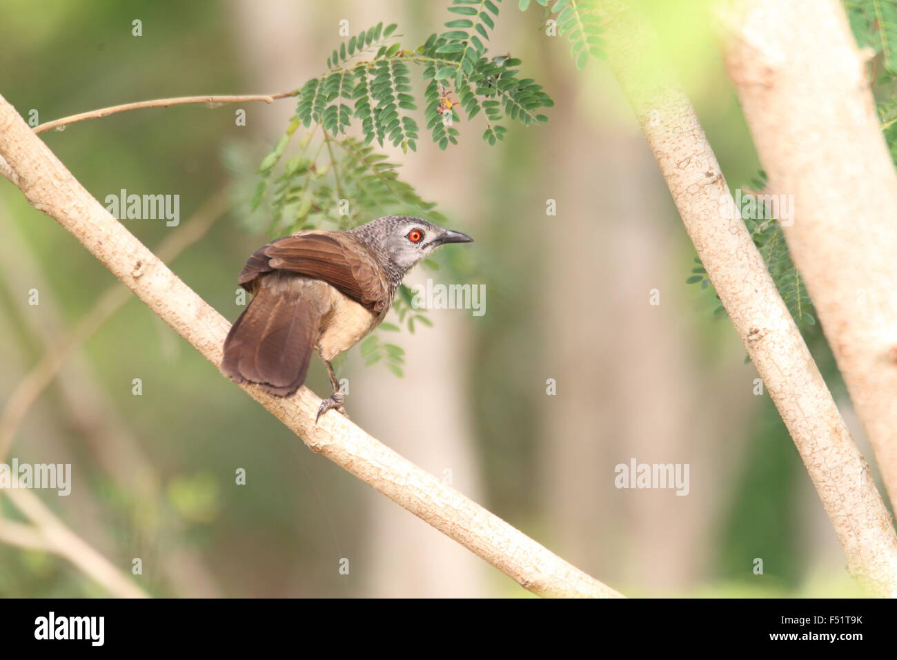 Babbler marrone (Turdoides plebejus) in Ghana Foto Stock