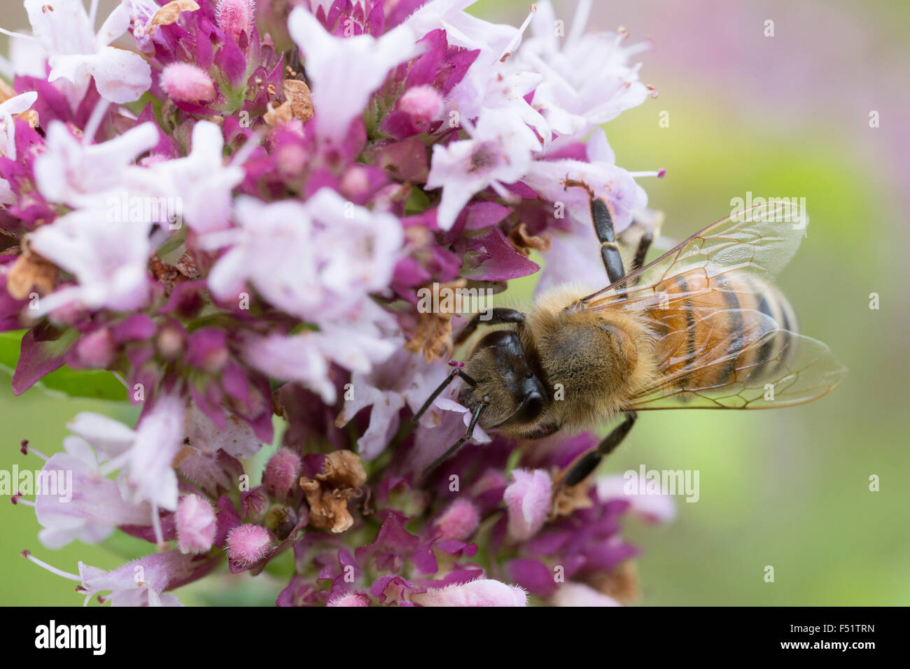 Il miele delle api di prendere un periodo di riposo sul fiore viola Foto Stock