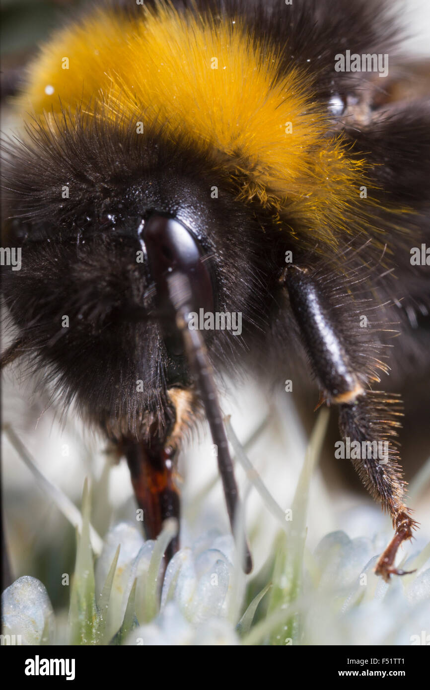 Bumble Bee extreme close up Foto Stock