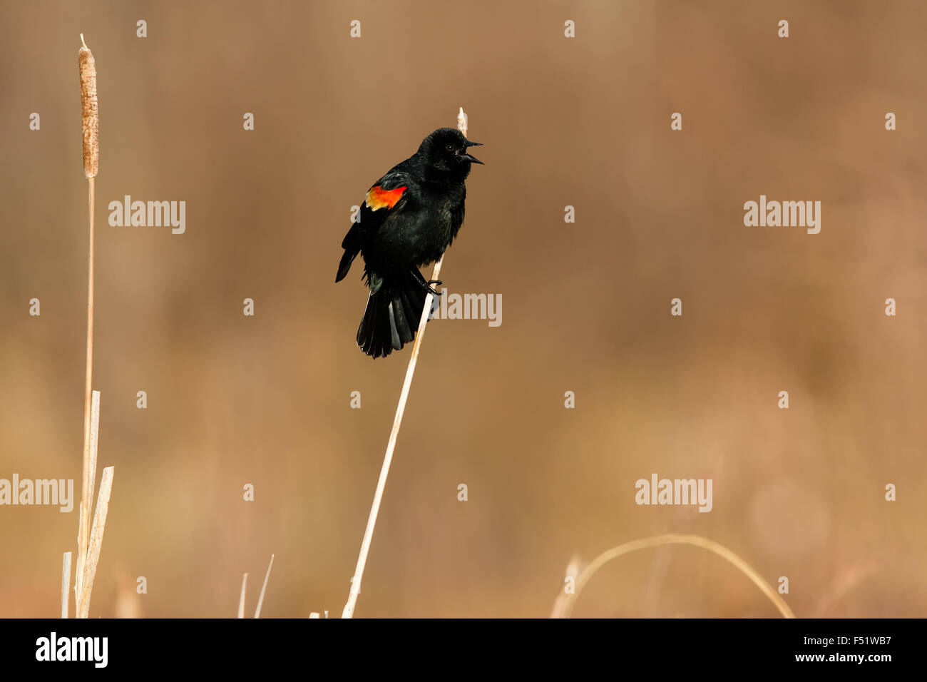 Rosso-winged Blackbird Foto Stock