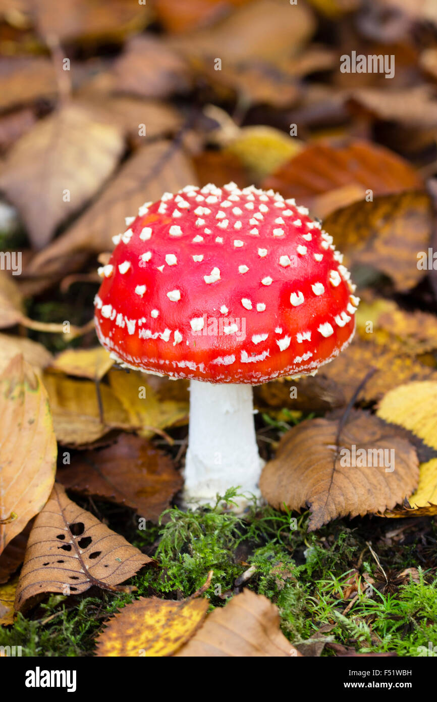 Singolo esemplare del fly agaric toadstool, amanita muscaria, crescendo nell'area della radice sotto gli alberi di betulla Foto Stock