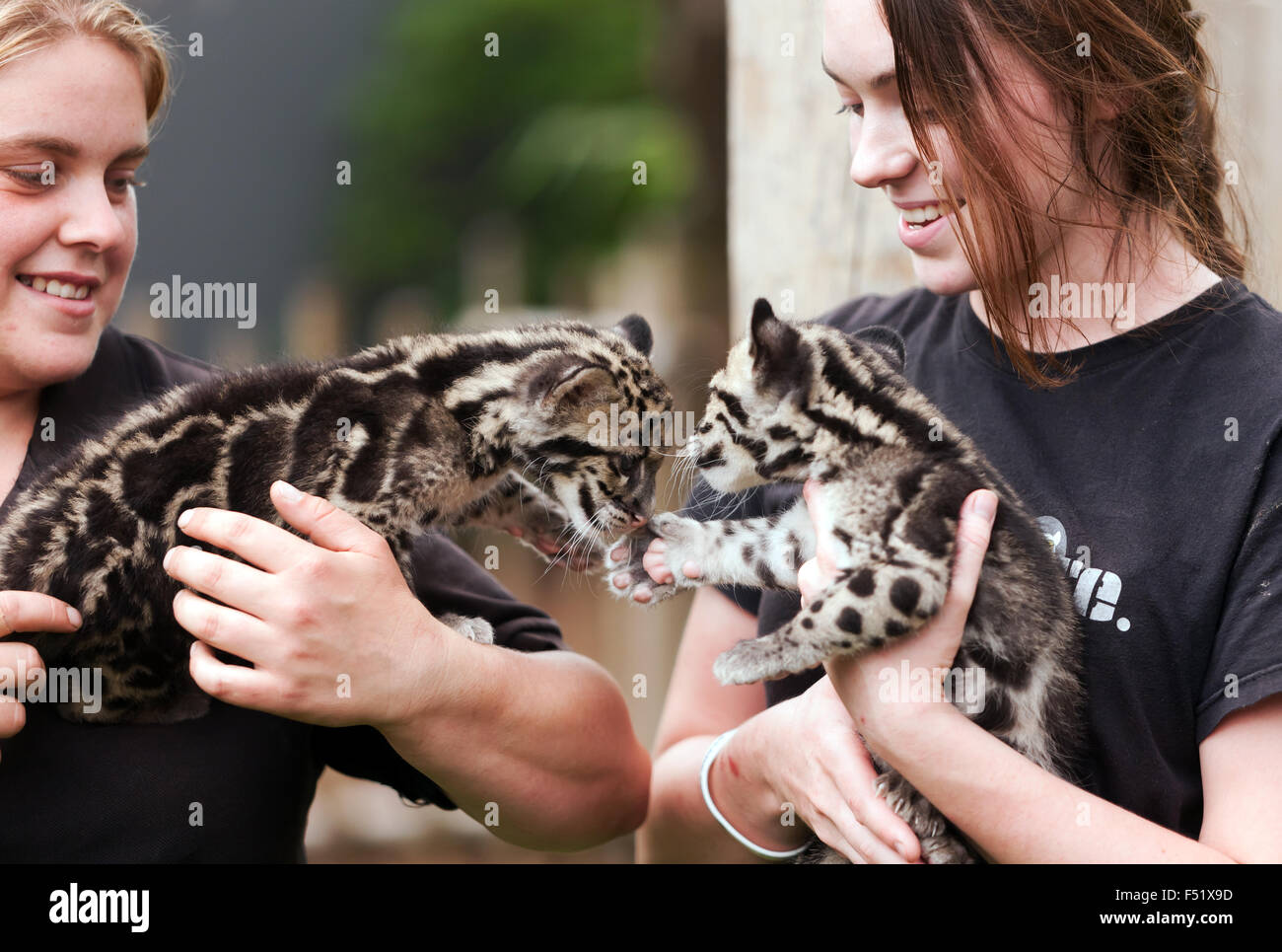 Immagine di due offuscato Leppard Cubs durante un incontro degli animali presso il Le specie rare Conservation Centre, Sandwich, Kent. Foto Stock