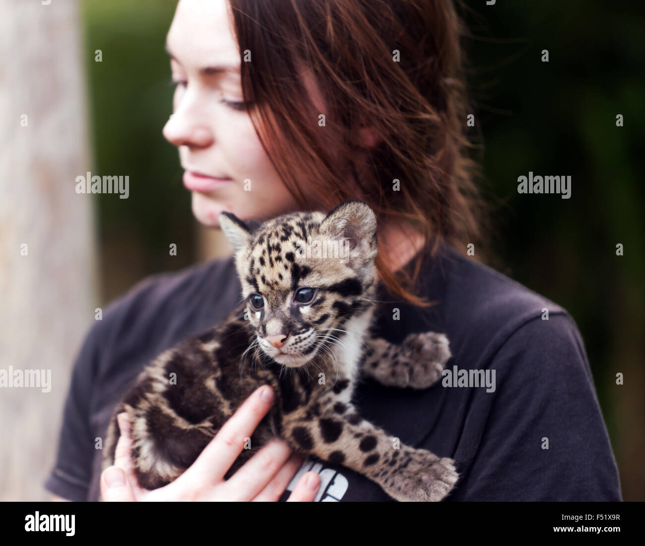 Close-up di un offuscato Leppard Cub durante un animale incontro presso le specie rare Conservation Centre, Sandwich, Kent. Foto Stock