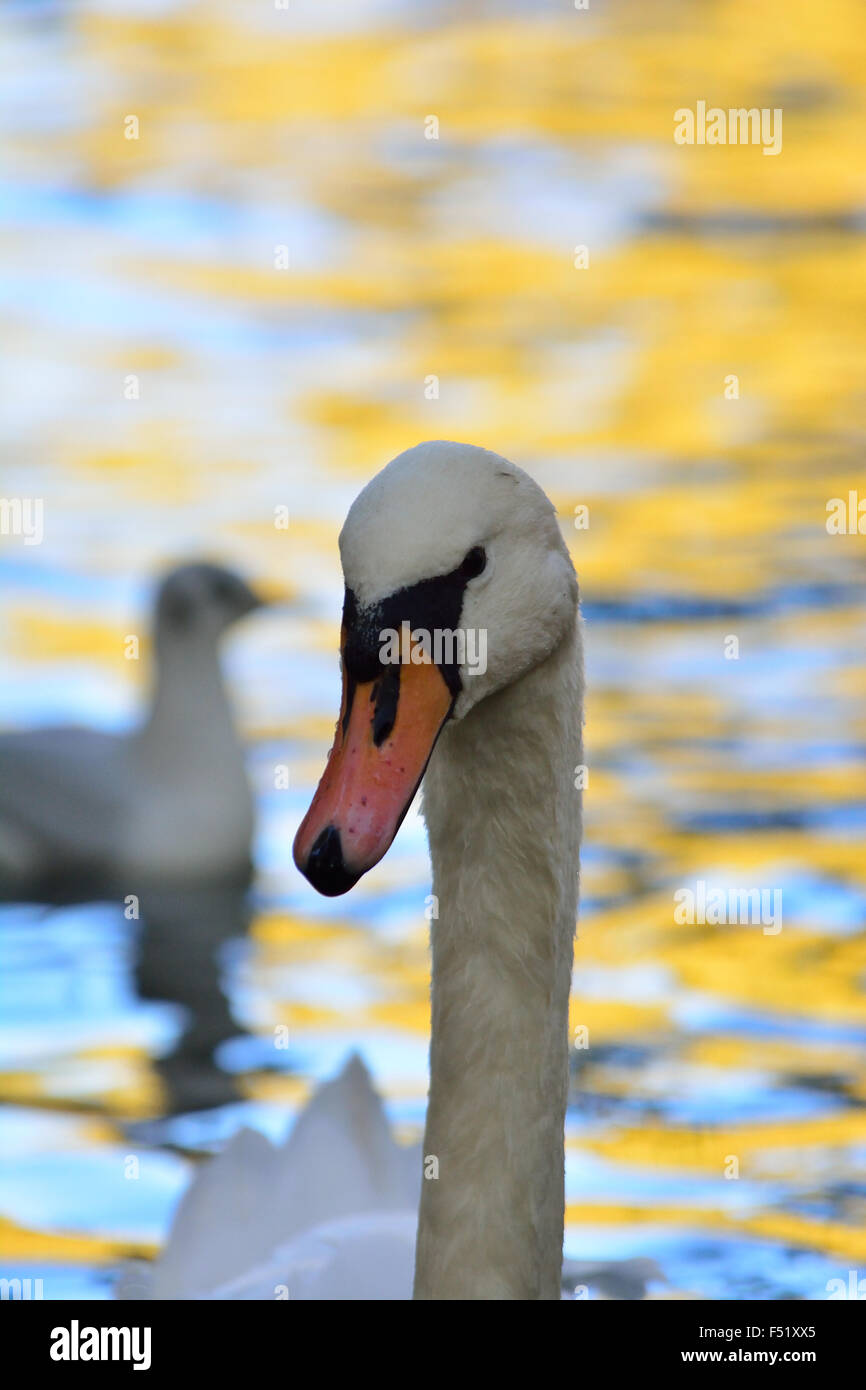 Cigno e autunno riflessioni in acqua Foto Stock