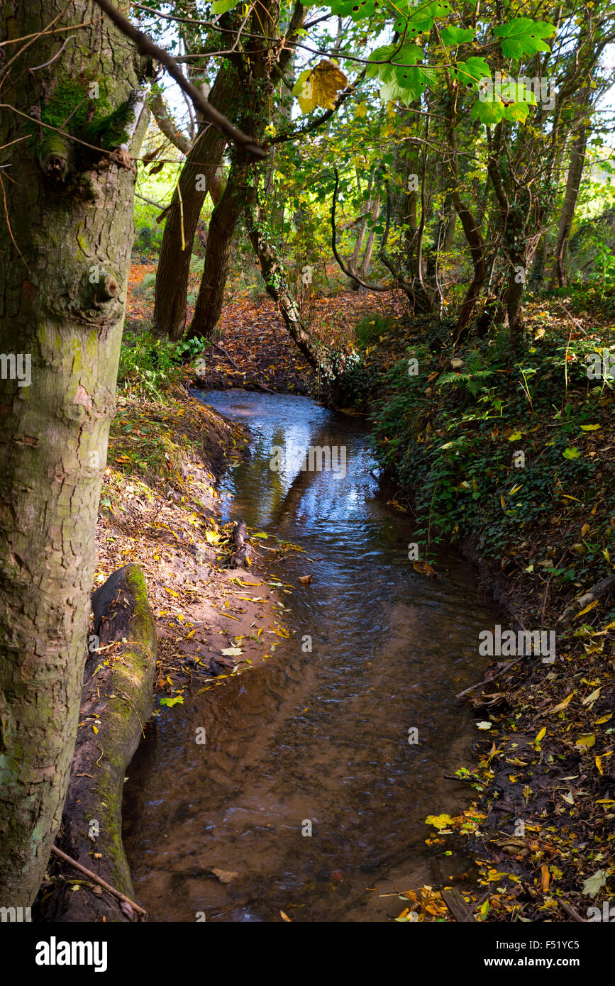 Una corrente che scorre attraverso il bosco a Wolverhampton West Midlands, Regno Unito Foto Stock