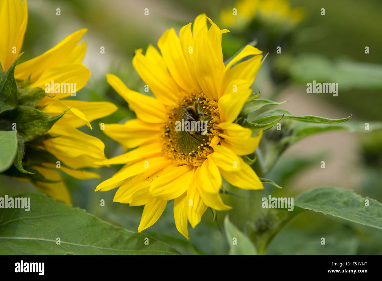 Un Bumble Bee la raccolta del polline di un girasole Foto Stock