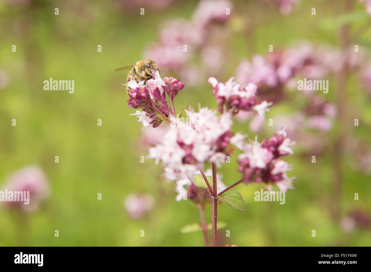 Il miele delle api prende il polline dal fiore viola Foto Stock
