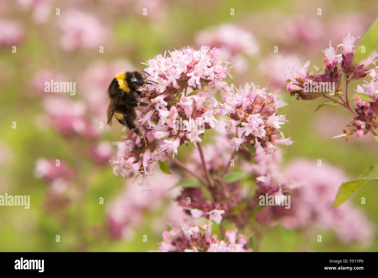 Bumble Bee su un impianto di viola Foto Stock
