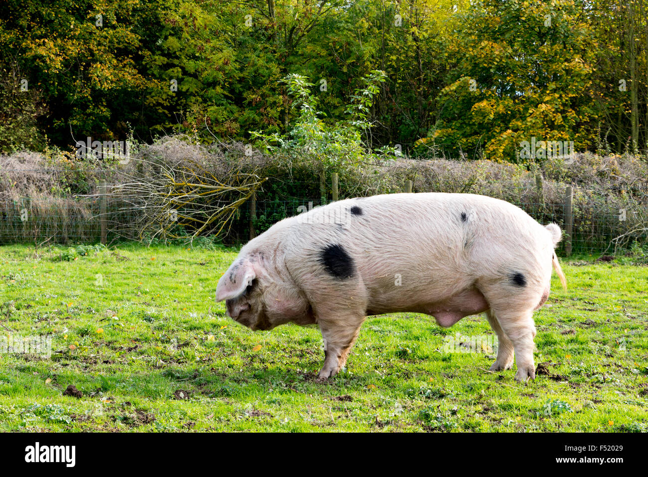 Un maiale in una fattoria in Wolverhampton West Midlands, Regno Unito Foto Stock