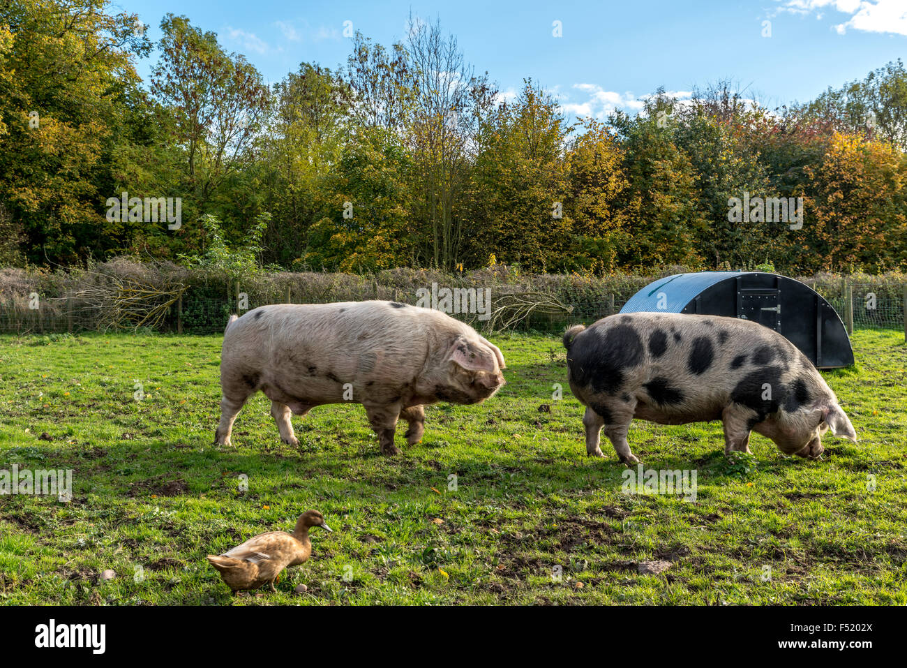 Due maiali e una papera in una fattoria in Wolverhampton West Midlands, Regno Unito Foto Stock