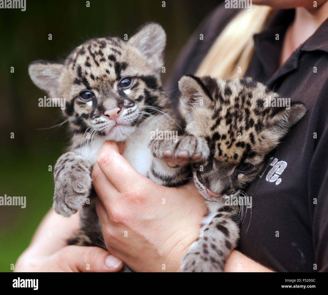 Close-up di due offuscato Leppard Cubs durante un animale incontro presso le specie rare Conservation Centre, Sandwich, Kent. Foto Stock