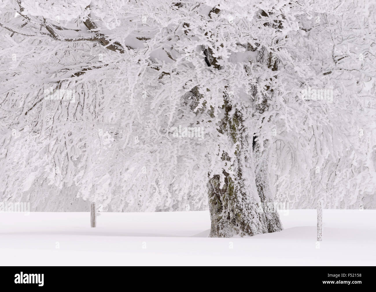 Download Schnee inverno sprueche Desktop Wallpaper