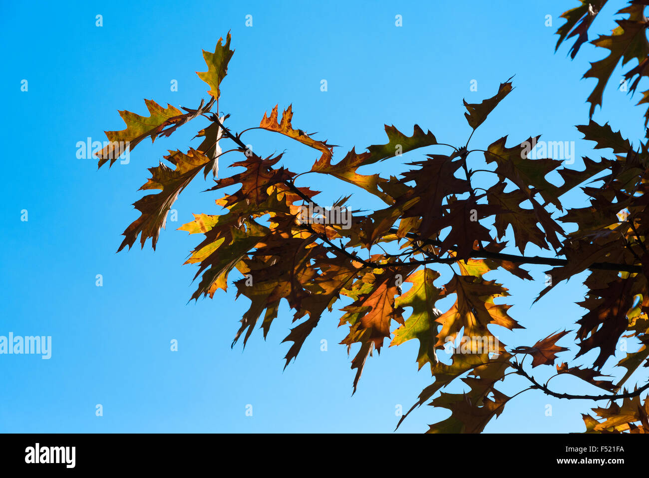 Retroilluminato quercia rossa le foglie in autunno contro il cielo blu Milton Cambridgeshire Inghilterra Foto Stock