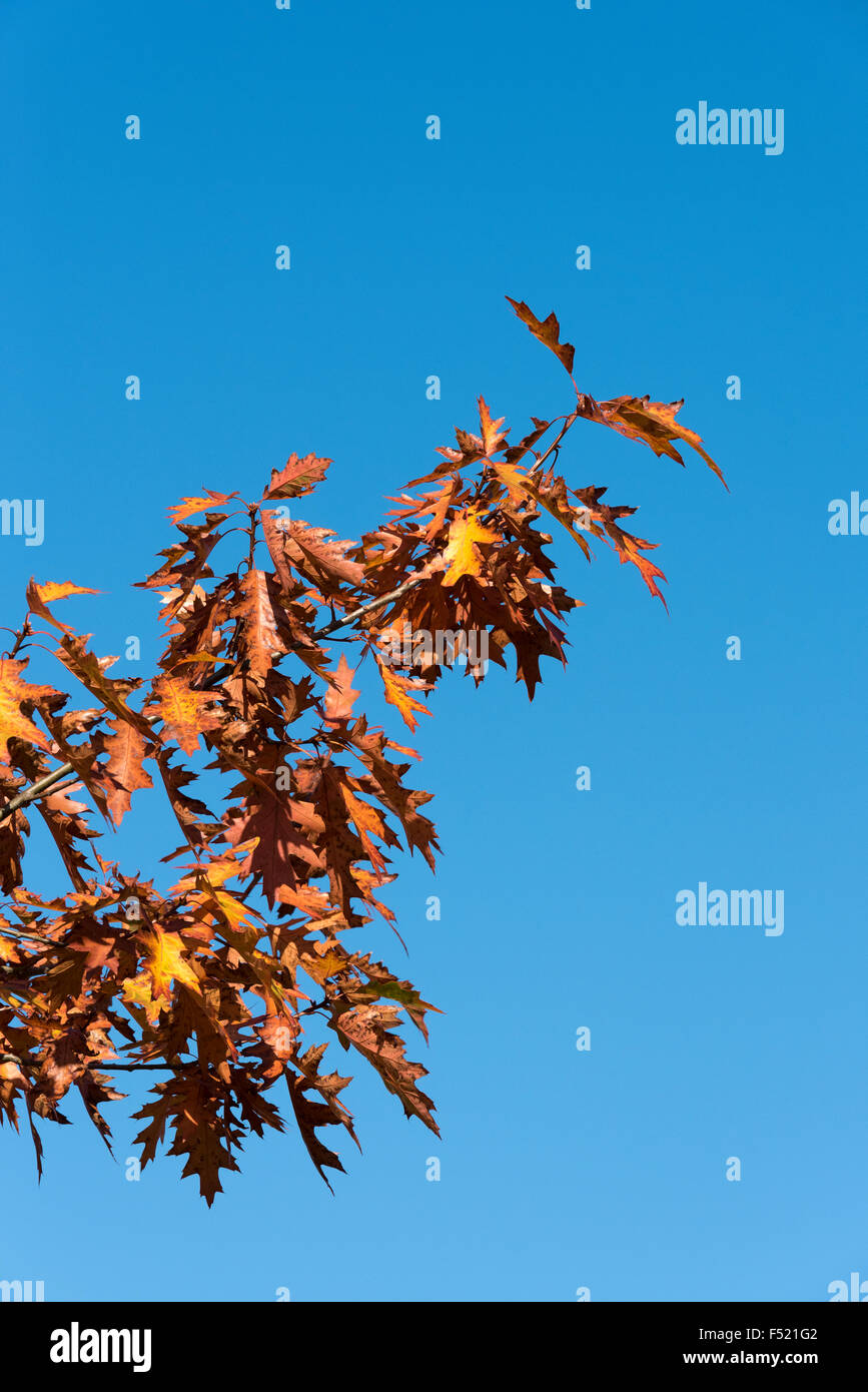 Quercia Rossa le foglie in autunno Foto Stock