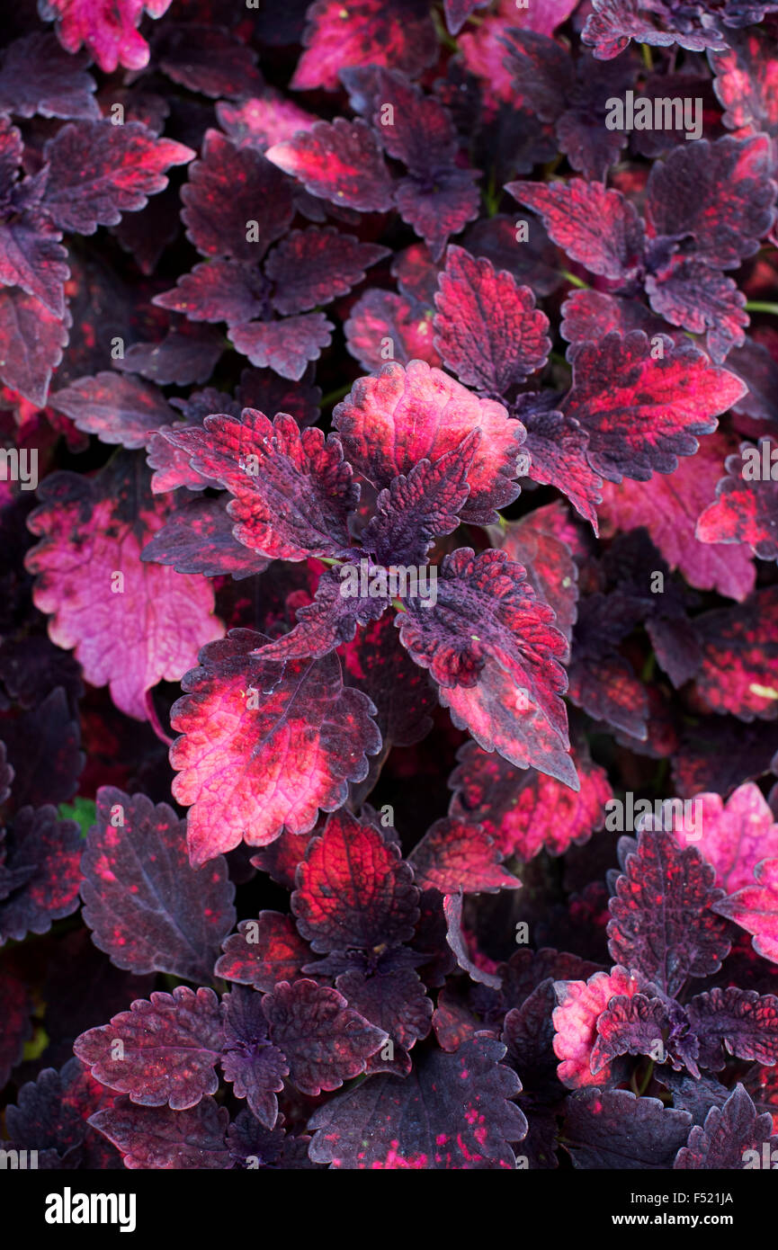 Solenostemon scutellarioides. Coleus salsa calda formaly noto come 'Coleus Tabasco' esce dal di sopra Foto Stock