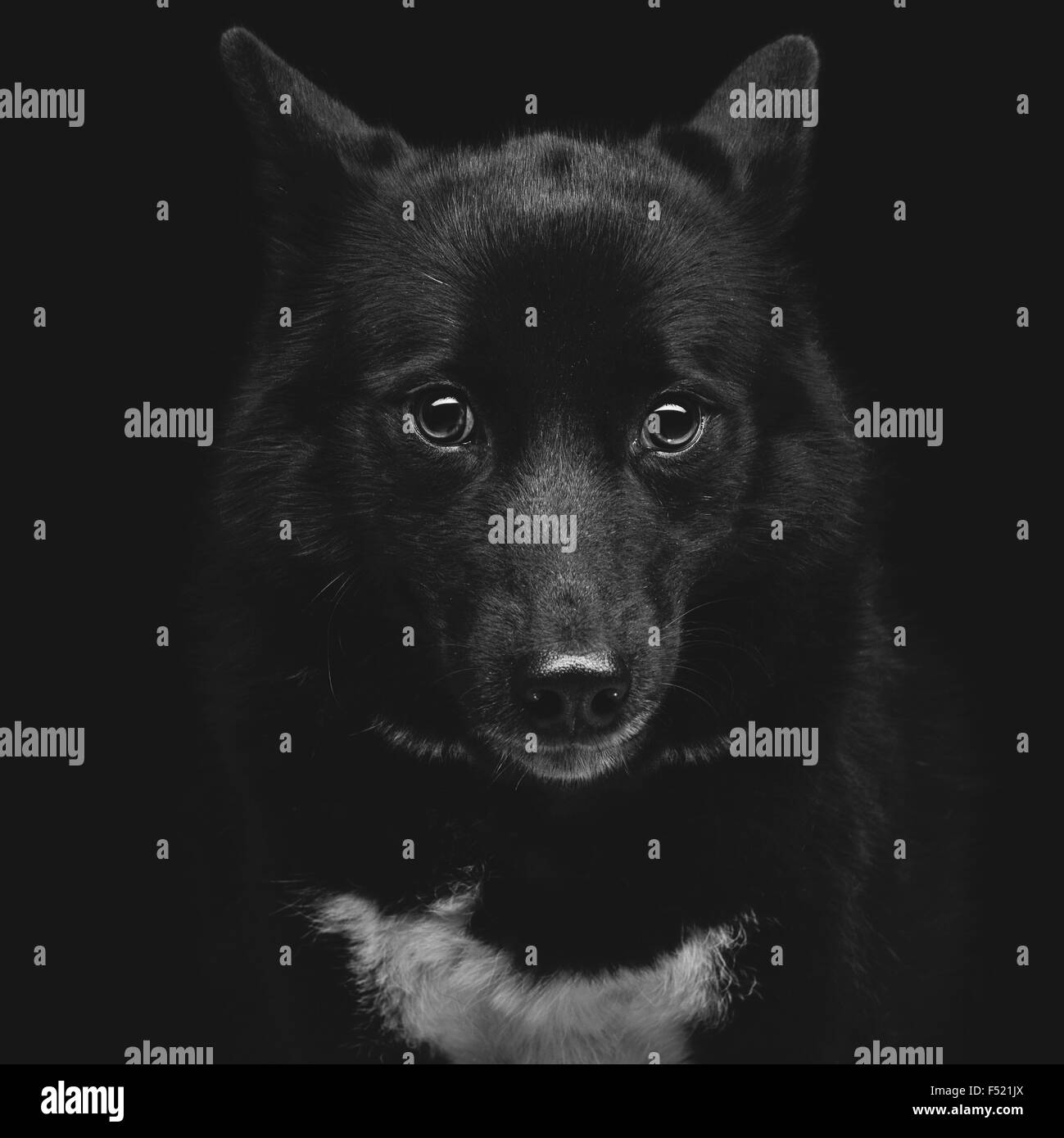 Nero cane eschimese Foto Stock